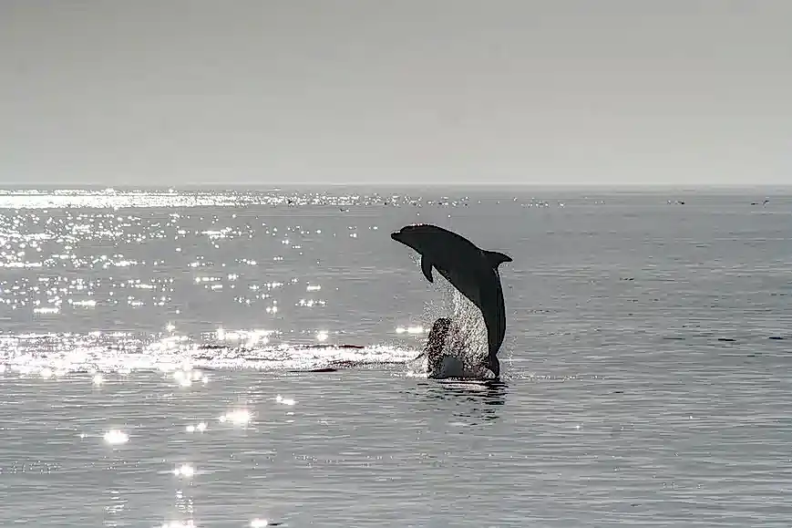 İstanbul'da yunuslar