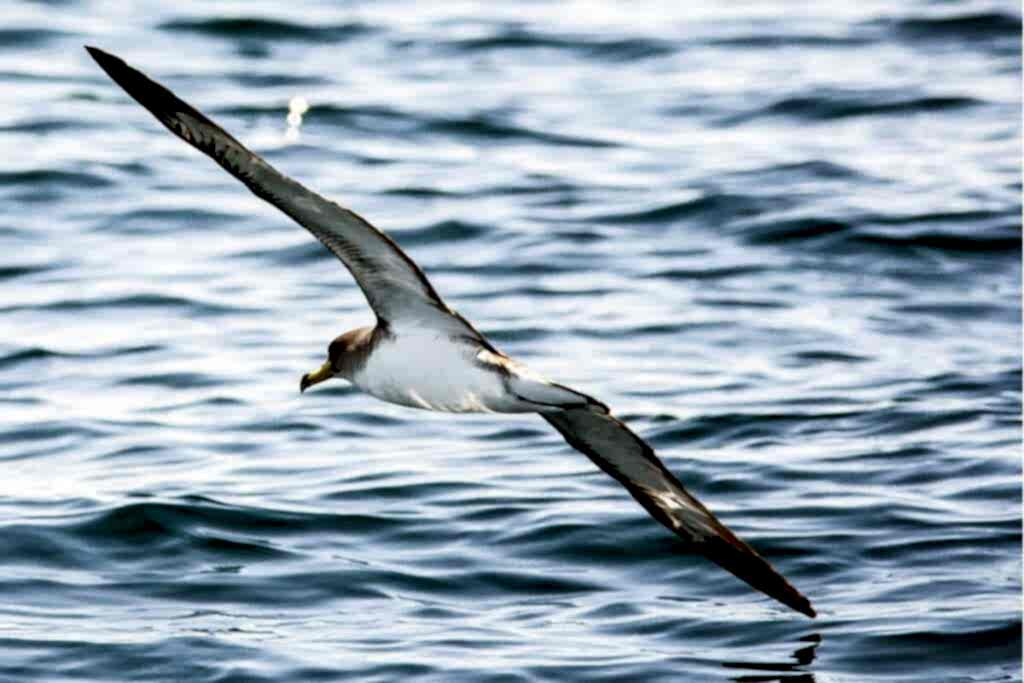 İstanbul Boğazı'nda Yelkovan Kuşları